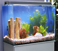 レンタル熱帯魚水槽 TS-600